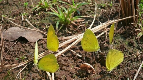 Sleepy Orange (Eurema nicippe) - Framed Entomology Specimen