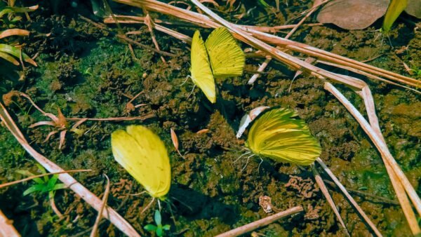Sleepy Orange (Eurema nicippe) - Framed Entomology Specimen