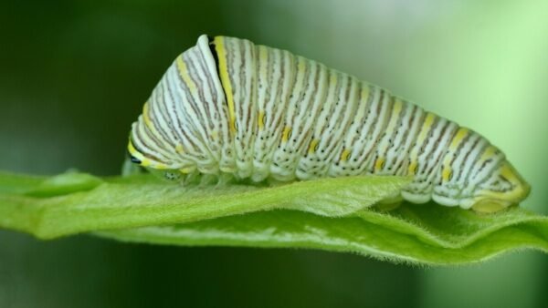 Zebra Swallowtail (Eurytides marcellus) - Framed Entomology Specimen