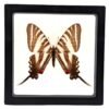 Zebra Swallowtail (Eurytides marcellus) - Framed Entomology Specimen