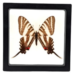 Eurytides marcellus - FRAMER Zebra Swallowtail (Eurytides marcellus) - Framed Entomology Specimen