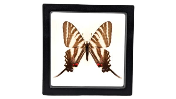 Zebra Swallowtail (Eurytides marcellus) - Framed Entomology Specimen