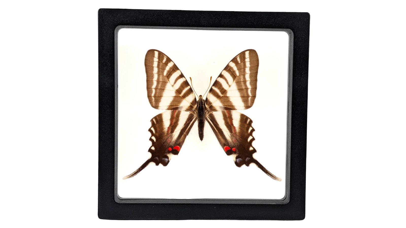 Zebra Swallowtail (Eurytides marcellus) - Framed Entomology Specimen