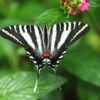 Zebra Swallowtail (Eurytides marcellus) - Framed Entomology Specimen