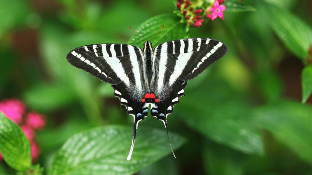 Zebra Swallowtail (Eurytides marcellus) - Framed Entomology Specimen – alternate view