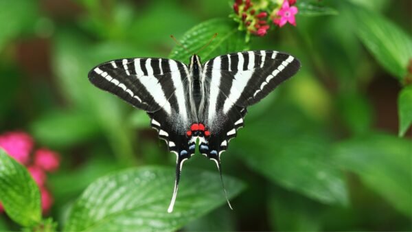Zebra Swallowtail (Eurytides marcellus) - Framed Entomology Specimen