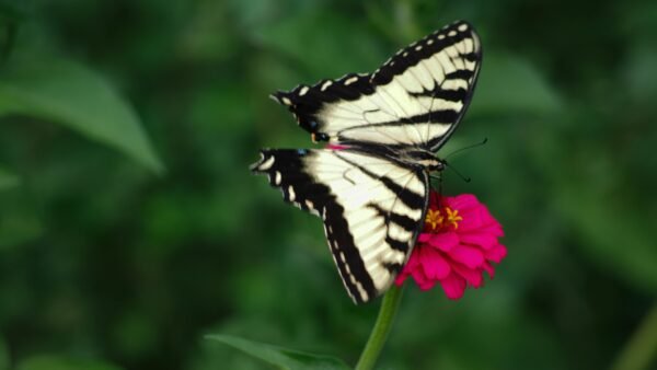 Zebra Swallowtail (Eurytides marcellus) - Framed Entomology Specimen