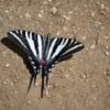 Zebra Swallowtail (Eurytides marcellus) - Framed Entomology Specimen