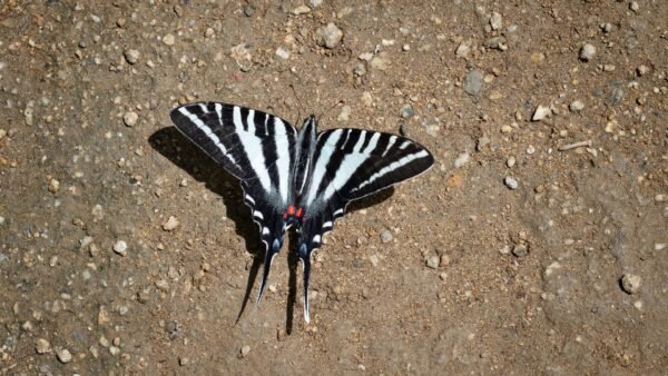 Zebra Swallowtail (Eurytides marcellus) - Framed Entomology Specimen