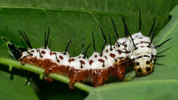 Zebra Longwing (Heliconius charithonia) - Framed Entomology Specimen