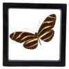Zebra Longwing (Heliconius charithonia) - Framed Entomology Specimen