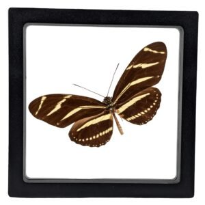 Zebra Longwing (Heliconius charithonia) - Framed Entomology Specimen