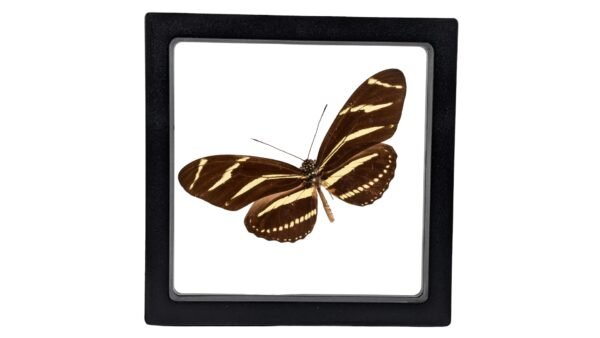 Zebra Longwing (Heliconius charithonia) - Framed Entomology Specimen
