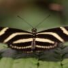 Zebra Longwing (Heliconius charithonia) - Framed Entomology Specimen
