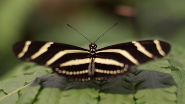 Zebra Longwing (Heliconius charithonia) - Framed Entomology Specimen