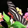 Zebra Longwing (Heliconius charithonia) - Framed Entomology Specimen