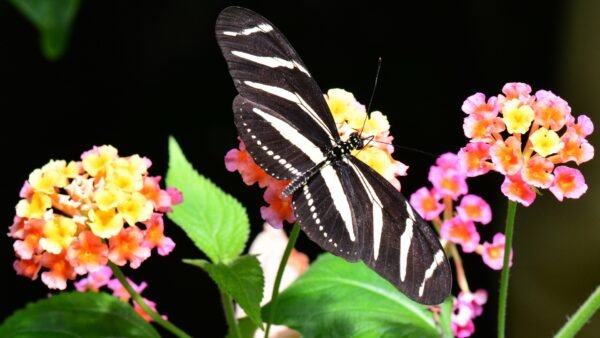 Zebra Longwing (Heliconius charithonia) - Framed Entomology Specimen
