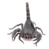 Heterometrus longimanus - IMG-01 Asian Forest Scorpion (Heterometrus longimanus)