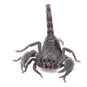 Heterometrus longimanus - IMG-01 Asian Forest Scorpion (Heterometrus longimanus)