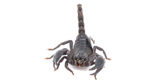 Heterometrus longimanus - IMG-01 Asian Forest Scorpion (Heterometrus longimanus)