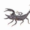Heterometrus longimanus - IMG-04 Asian Forest Scorpion (Heterometrus longimanus)