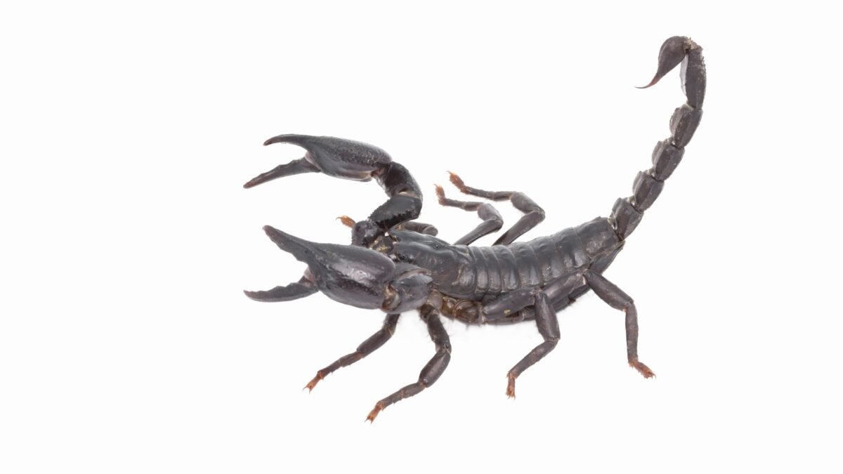 Asian Forest Scorpion (Heterometrus longimanus) – alternate view
