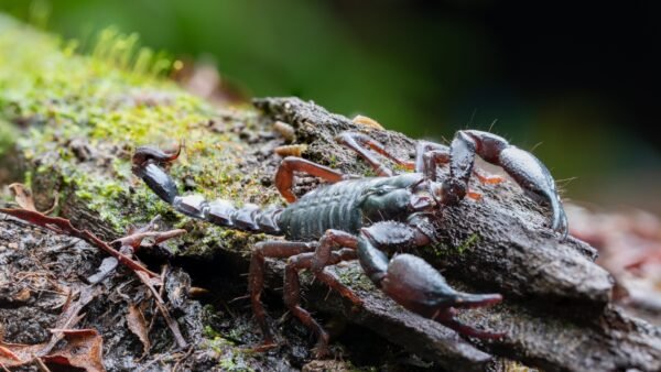 Heterometrus longimanus - IMG-07 Asian Forest Scorpion (Heterometrus longimanus)