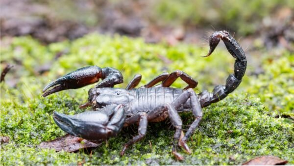 Heterometrus longimanus - IMG-08 Asian Forest Scorpion (Heterometrus longimanus)