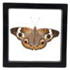 Common Buckeye (Junonia coenia) - Framed Entomology Specimen