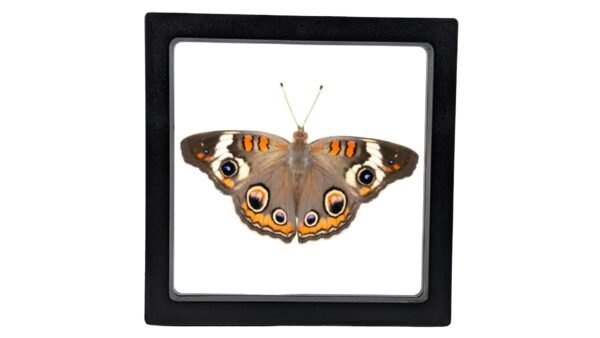 Common Buckeye (Junonia coenia) - Framed Entomology Specimen