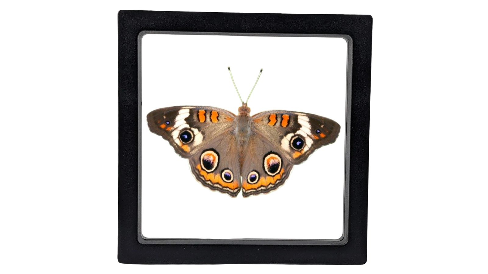 Common Buckeye (Junonia coenia) - Framed Entomology Specimen