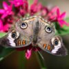 Common Buckeye (Junonia coenia) - Framed Entomology Specimen