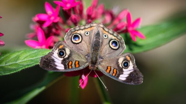 Common Buckeye (Junonia coenia) - Framed Entomology Specimen