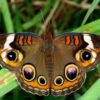Common Buckeye (Junonia coenia) - Framed Entomology Specimen