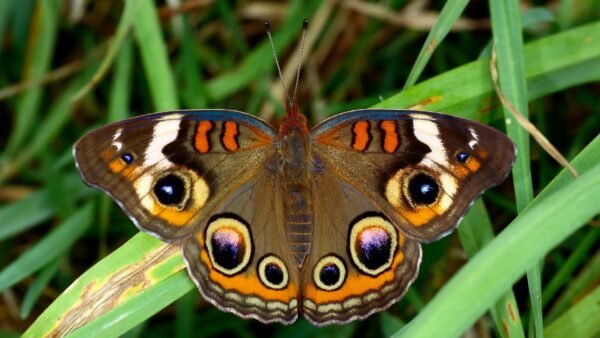 Common Buckeye (Junonia coenia) - Framed Entomology Specimen