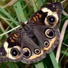 Common Buckeye (Junonia coenia) - Framed Entomology Specimen