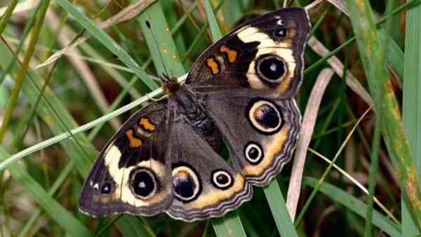 Common Buckeye (Junonia coenia) - Framed Entomology Specimen