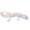 Leopard Gecko (Eublepharis macularius)