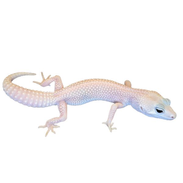 Leopard Gecko (Eublepharis macularius)