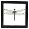 Great Blue Skimmer (Libellula vibrans) - Framed Entomology Specimen