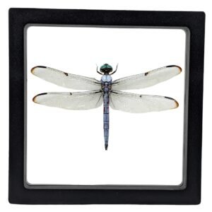 Great Blue Skimmer (Libellula vibrans) - Framed Entomology Specimen