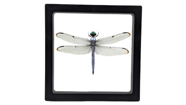 Great Blue Skimmer (Libellula vibrans) - Framed Entomology Specimen
