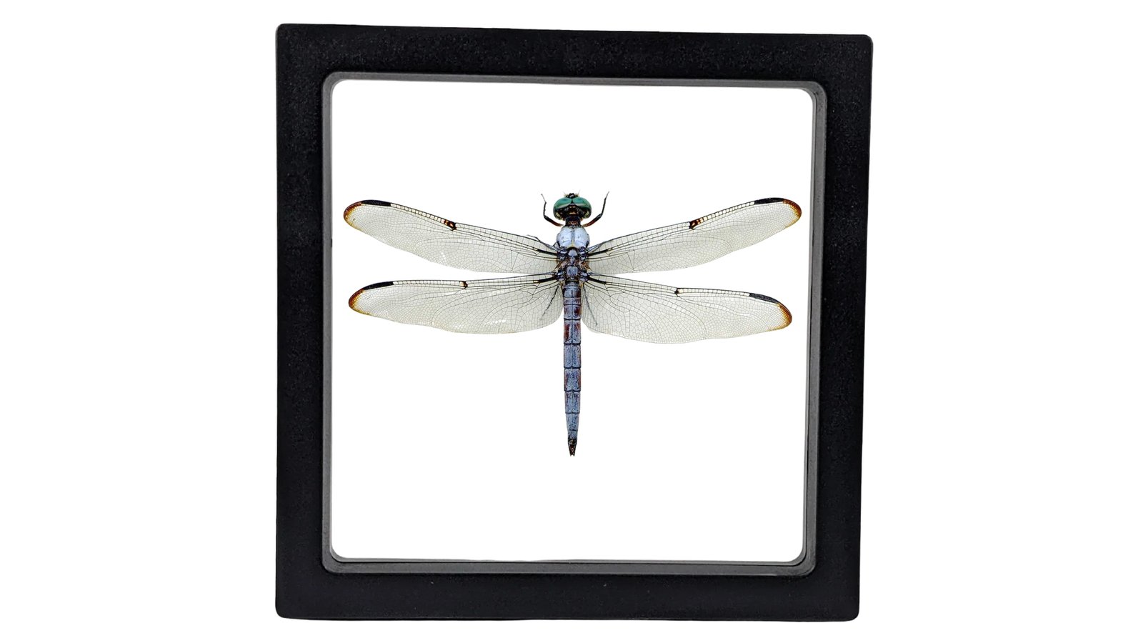 Great Blue Skimmer (Libellula vibrans) - Framed Entomology Specimen