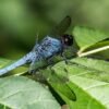 Great Blue Skimmer (Libellula vibrans) - Framed Entomology Specimen