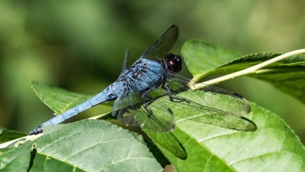 Great Blue Skimmer (Libellula vibrans) - Framed Entomology Specimen