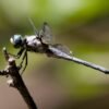 Great Blue Skimmer (Libellula vibrans) - Framed Entomology Specimen