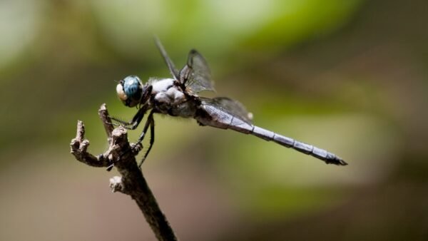 Great Blue Skimmer (Libellula vibrans) - Framed Entomology Specimen