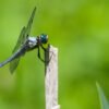 Great Blue Skimmer (Libellula vibrans) - Framed Entomology Specimen