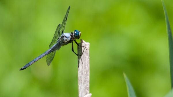 Great Blue Skimmer (Libellula vibrans) - Framed Entomology Specimen