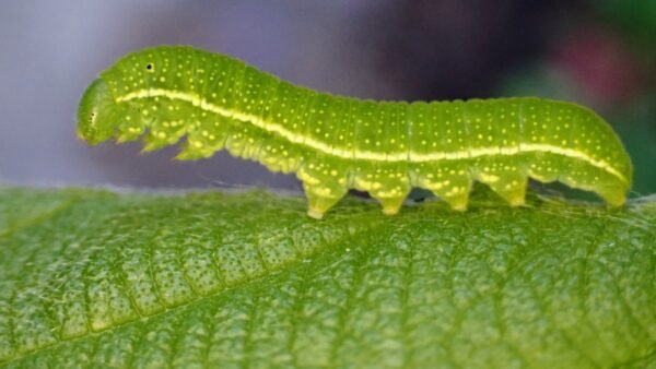 American Snout (Libytheana carinenta) - Framed Entomology Specimen